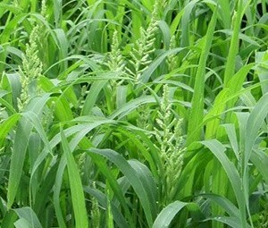 Shirohie Millet in Bulka Bags $2.60 + GST per kg