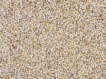 Shirohie Millet in Bulka Bags $2.60 + GST per kg