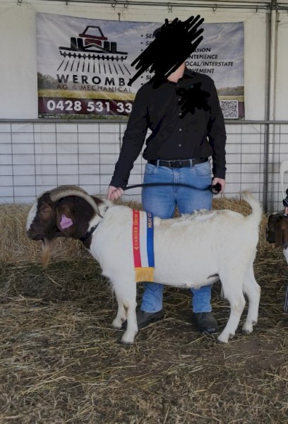 Registered Boer Buck