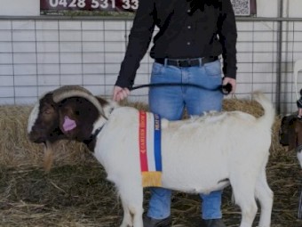 Registered Boer Buck