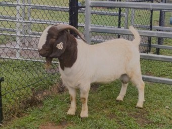 Registered Boer Buck