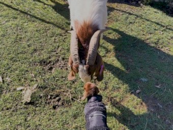 Registered Boer Buck