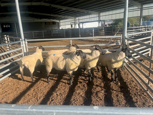 Suffolk Ewe Lambs x 6