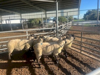 Suffolk Ewe Lambs x 6