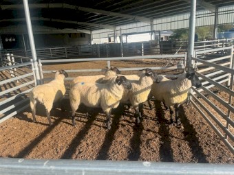 Suffolk Ewe Lambs x 6