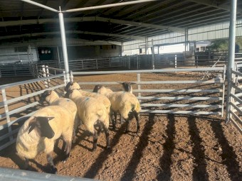Suffolk Ewe Lambs x 6