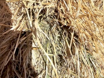 120mt Lucerne Hay 590-600kg 8x4x3 Bales