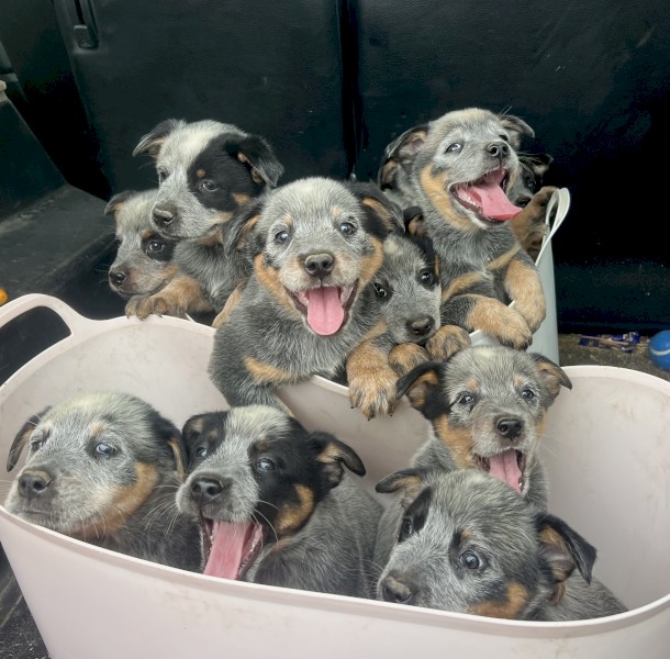 7 x Blue Heeler Male Pups
