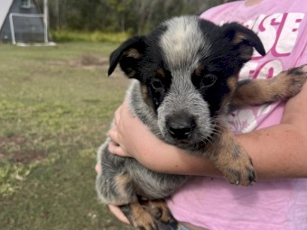 7 x Blue Heeler Male Pups