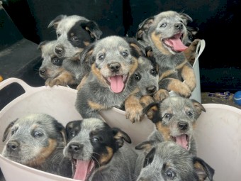 7 x Blue Heeler Male Pups