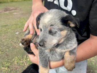 7 x Blue Heeler Male Pups