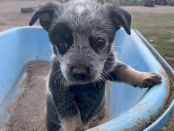 7 x Blue Heeler Male Pups
