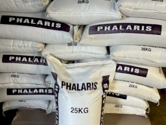2025 Holdfast Phalaris Seed