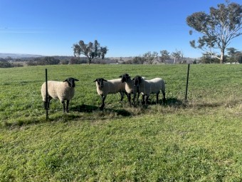 Suffolk rams