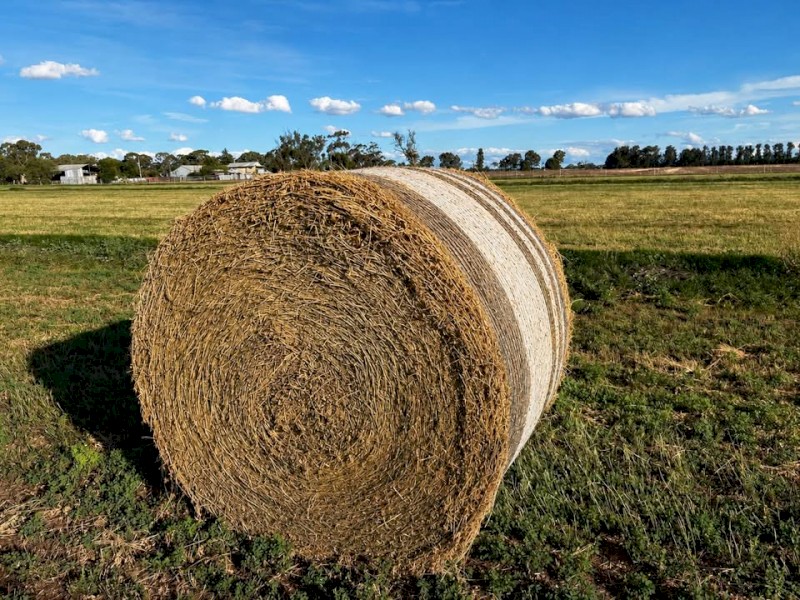 30 x Lucerne Hay 500kg 5x4 Round Bales