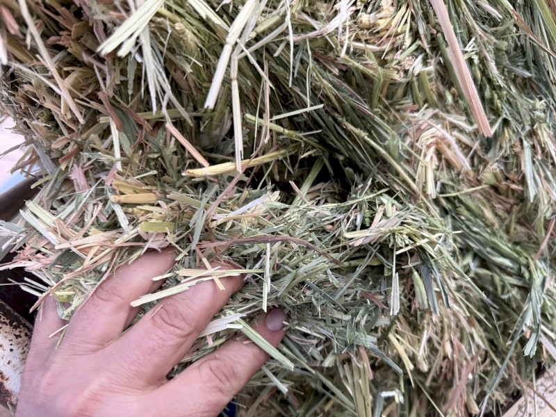 Premium Oaten hay 