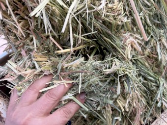 Premium Oaten hay 