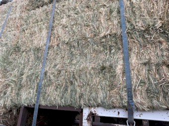 Premium Oaten hay 