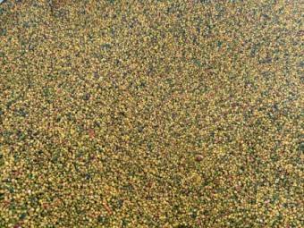 Persian Clover