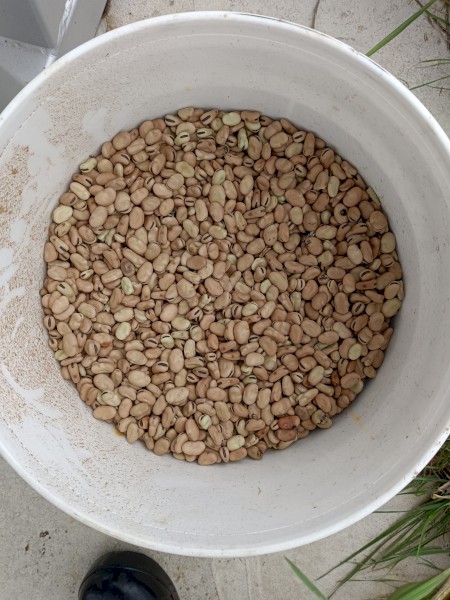 25/26 Amberley Faba Beans