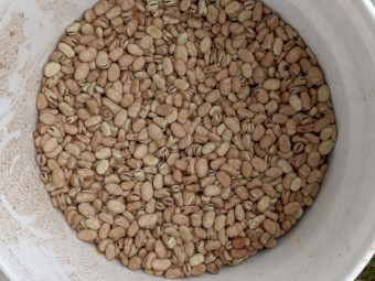 25/26 Amberley Faba Beans