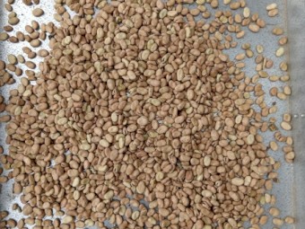 25/26 Amberley Faba Beans
