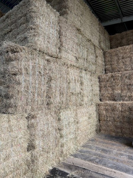 Pasture Hay Small Squares