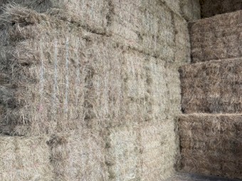 Pasture Hay Small Squares