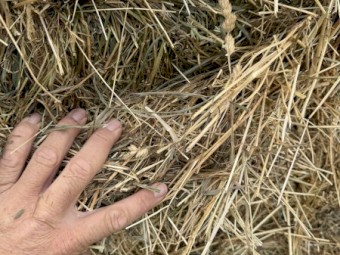 Pasture Hay Small Squares