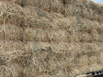 Pasture Hay Small Squares