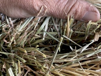 Ryegrass Small Squares 