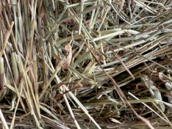 Ryegrass Small Squares 