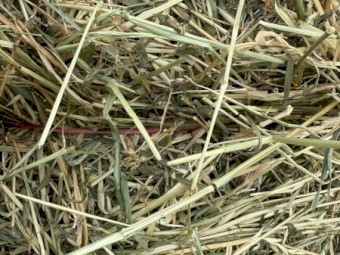 Lucerne Ryegrass Mix