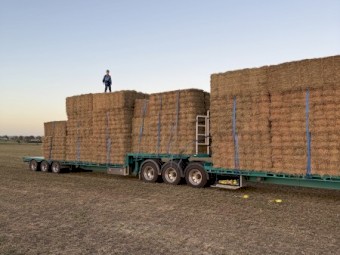 Lucerne Ryegrass Mix