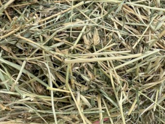 Lucerne Ryegrass Mix