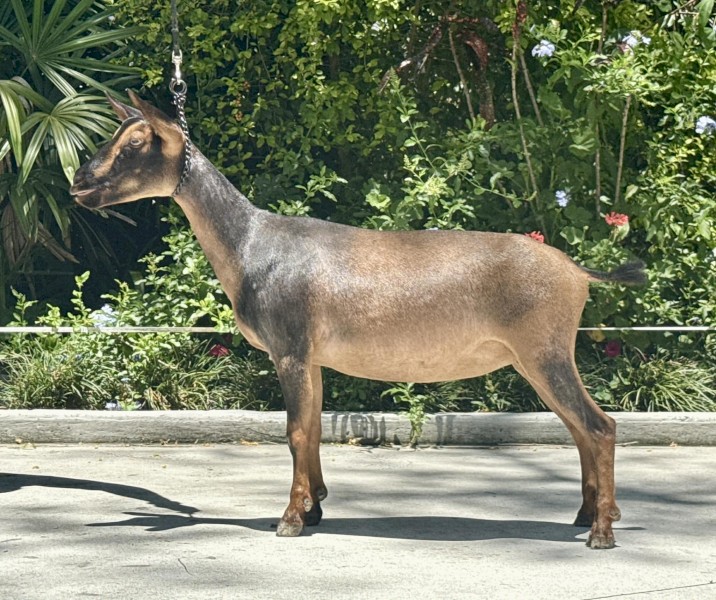 Nigerian Dwarf Does - registered with DGSA