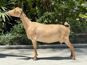 Nigerian Dwarf Does - registered with DGSA