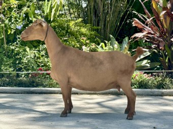 Nigerian Dwarf Does - registered with DGSA