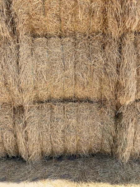 Lucerne Hay