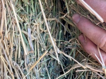 Lucerne Hay