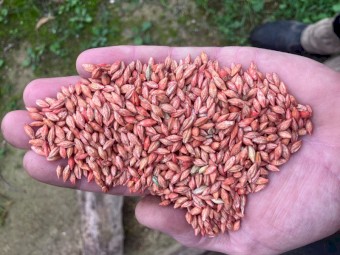 Commodus CL Barley 