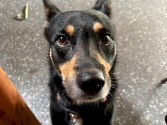 Black-tan Kelpie X Border Collie Pups