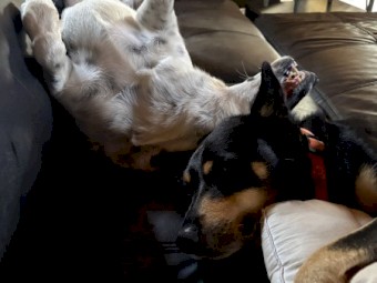 Black-tan Kelpie X Border Collie Pups