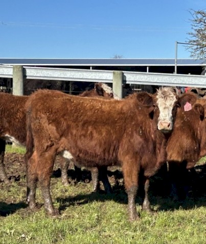 20 PTIC two and three year old Heifers and Cows