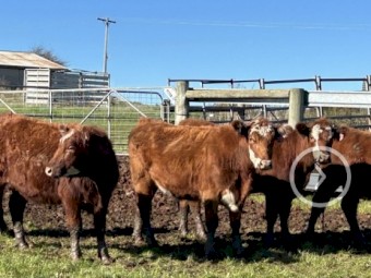 20 PTIC two and three year old Heifers and Cows