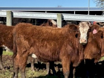 20 PTIC two and three year old Heifers and Cows