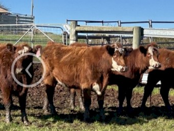 20 PTIC two and three year old Heifers and Cows