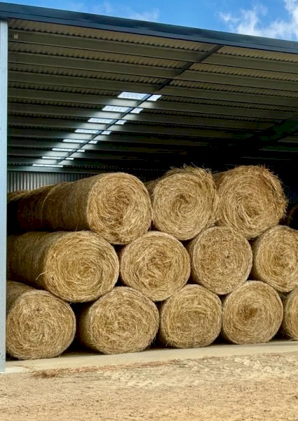 80 x SHEDDED  Pasture Hay 3' x 4' Round Bales