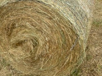 80 x SHEDDED  Pasture Hay 3' x 4' Round Bales