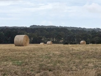 80 x SHEDDED  Pasture Hay 3' x 4' Round Bales